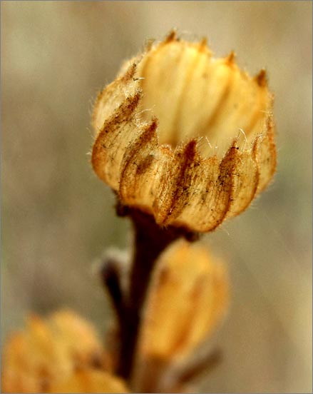 sm 918 Tarplant.jpg - This Slender Tarplant (Madia gracilis) has gone to seed.